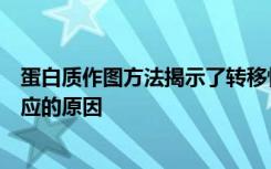 蛋白质作图方法揭示了转移性黑色素瘤患者对免疫疗法无反应的原因