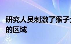 研究人员刺激了猴子大脑中对于意识至关重要的区域