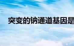 突变的钠通道基因是癫痫猝死的罪魁祸首