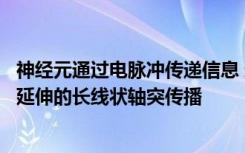 神经元通过电脉冲传递信息 这些冲动沿着从神经元中央身体延伸的长线状轴突传播