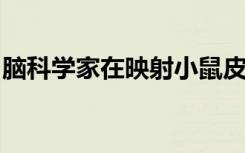 脑科学家在映射小鼠皮层方面取得了长足进步