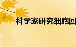 科学家研究细胞回路如何回收蛋白质