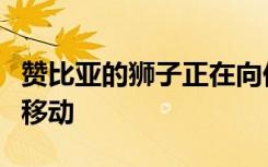 赞比亚的狮子正在向他们认为无法居住的地区移动