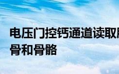 电压门控钙通道读取胚胎中的电模式以产生软骨和骨骼