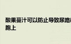 酸果蔓汁可以防止导致尿路感染的细菌粘附在泌尿道内的细胞上