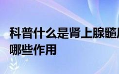 科普什么是肾上腺髓质激素肾上腺髓质激素有哪些作用