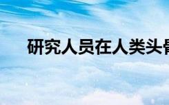 研究人员在人类头骨中观察到黄金比例