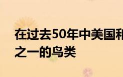 在过去50年中美国和加拿大失去了超过四分之一的鸟类