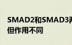 SMAD2和SMAD3两个几乎相同的转录因子但作用不同