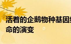 活着的企鹅物种基因组进行测序以了解冰上生命的演变