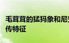 毛茸茸的猛犸象和尼安德特人可能有共同的遗传特征