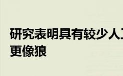 研究表明具有较少人工选择历史的犬种表现得更像狼