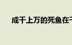 成千上万的死鱼在干旱的希腊湖上冲刷