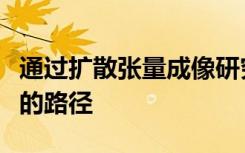 通过扩散张量成像研究人员可以看到神经纤维的路径