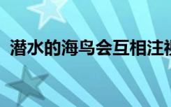 潜水的海鸟会互相注视以知道对方何时潜水