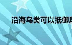 沿海鸟类可以抵御风暴但不能抵御大海