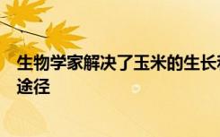 生物学家解决了玉米的生长和防御问题确定了关键的抗生素途径