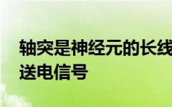 轴突是神经元的长线状延伸 向其他脑细胞发送电信号