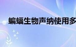 蝙蝠生物声纳使用多普勒变速来追踪猎物