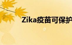 Zika疫苗可保护怀孕猴子的胎儿