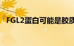 FGL2蛋白可能是胶质母细胞瘤的有效靶标