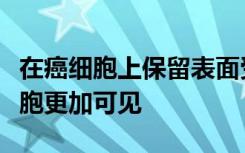 在癌细胞上保留表面受体的药物使其对免疫细胞更加可见