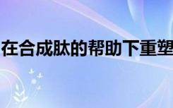 在合成肽的帮助下重塑不健康的肠道微生物组