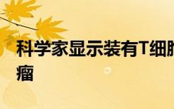 科学家显示装有T细胞的薄金属网可缩小实体瘤