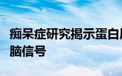 痴呆症研究揭示蛋白质如何相互作用以阻止大脑信号