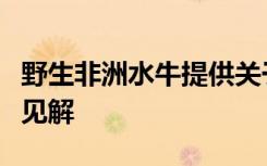 野生非洲水牛提供关于结核病抗性遗传的关键见解