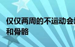 仅仅两周的不运动会增加体内脂肪并伤害肌肉和骨骼