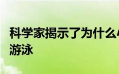 科学家揭示了为什么小腹虫如此擅长通过肠道游泳