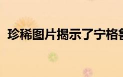 珍稀图片揭示了宁格鲁礁的多样化海洋生物