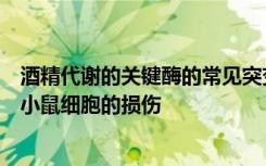 酒精代谢的关键酶的常见突变会增加阿尔茨海默氏病患者和小鼠细胞的损伤