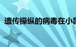 遗传操纵的病毒在小鼠模型中破坏肿瘤细胞