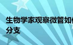 生物学家观察微管如何在动物细胞的新方向上分支