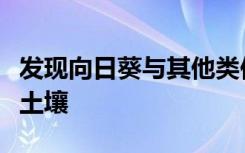 发现向日葵与其他类似的土壤分享营养丰富的土壤