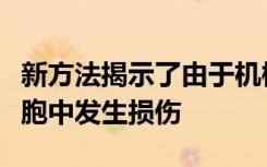 新方法揭示了由于机械疲劳如何在人体生物细胞中发生损伤