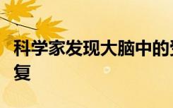 科学家发现大脑中的受体蛋白可以促进压力恢复