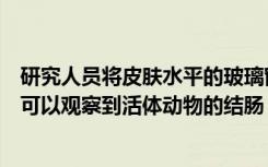 研究人员将皮肤水平的玻璃窗与稳定肠道的磁体结合在一起可以观察到活体动物的结肠