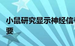 小鼠研究显示神经信号通路对骨折愈合至关重要