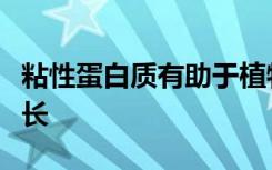 粘性蛋白质有助于植物了解何时以及在何处生长