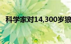 科学家对14,300岁狼小狗的RNA进行测序