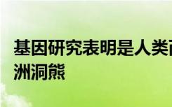 基因研究表明是人类而不是冰河时代杀死了欧洲洞熊