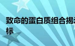 致命的蛋白质组合揭示了病毒性疾病的新药靶标