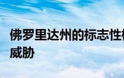 佛罗里达州的标志性棕榈树受到侵袭性疾病的威胁