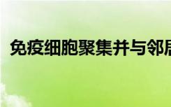 免疫细胞聚集并与邻居协调以确定是否反应