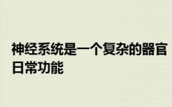 神经系统是一个复杂的器官 它依赖于各种生物来确保人体的日常功能