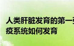 人类肝脏发育的第一张细胞图揭示了血液和免疫系统如何发育