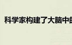 科学家构建了大脑中的第一个全脑电连接图